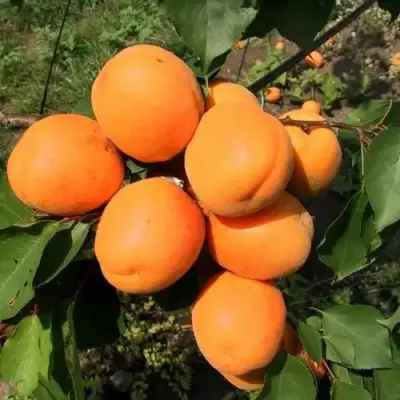 Абрикос ХАРГРАНД в Мозыре