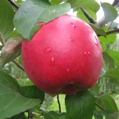 Яблоня АМУЛЕТ в Мозыре