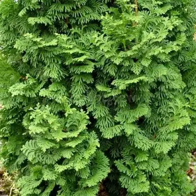 Туя СПИРАЛИС МИНИ западная в Мозыре