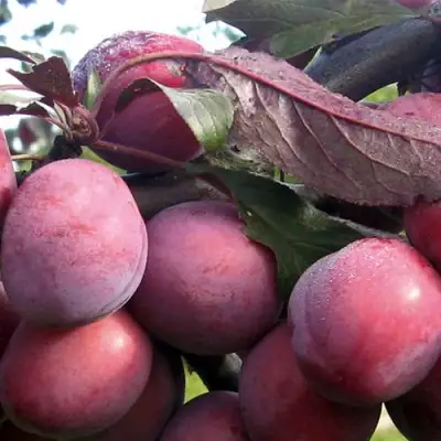 Слива ПАННА в Мозыре