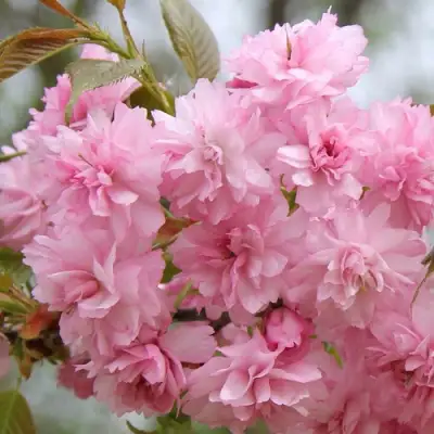 Сакура РОЗЕА ПЛЕНА в Мозыре