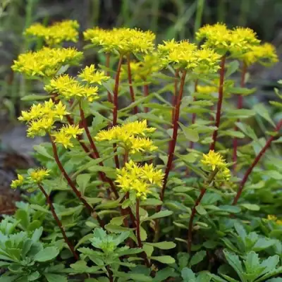 Очиток (седум) ИММЕРГРЮНХЕН в Мозыре