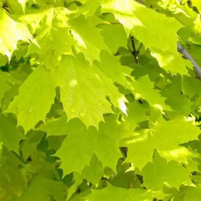 Клен ПРИНСЕТОН ГОЛД остролистный в Мозыре