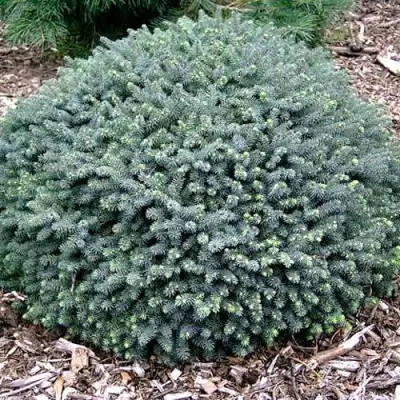 Ель ЭХИНИФОРМИС сизая в Мозыре