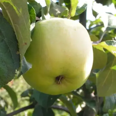 Яблоня АНТОНОВКА ОБЫКНОВЕННАЯ в Мозыре