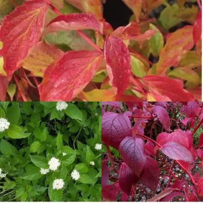 Комплект СЕВЕРНОЕ СИЯНИЕ в Мозыре