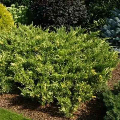 Можжевельник ВАРИЕГАТА казацкий  в Мозыре
