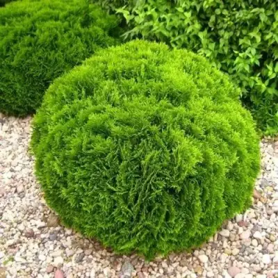 Туя ДАНИКА западная в Мозыре