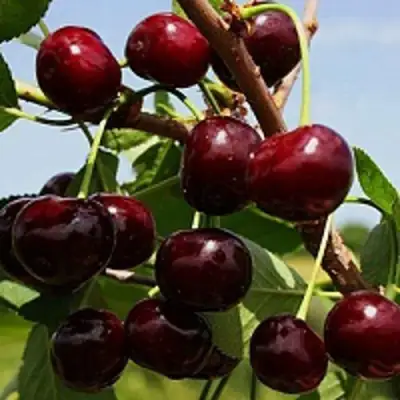 Вишня РОВЕСНИЦА в Мозыре