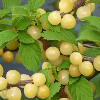 Вишня СНЕВИТ войлочная в Мозыре