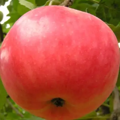 Яблоня СУЙСЛЕПСКОЕ (МАЛИНОВКА) в Мозыре