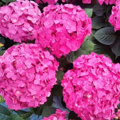 Гортензия ЭНДЛЕСС САММЕР ЛАВ крупнолистная в Мозыре