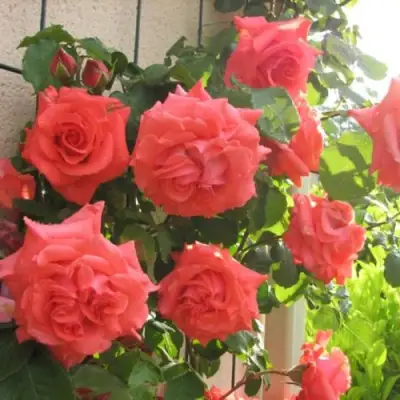 Роза ДИ ДИ БРИДЖУОТЕР плетистая в Мозыре