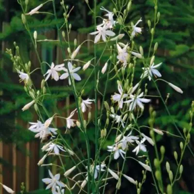 Венечник ветвистый в Мозыре