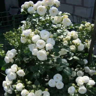 Роза АРТЕМИС шраб в Мозыре