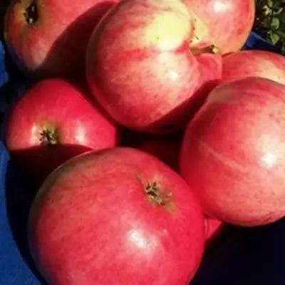 Яблоня СУЙСЛЕПСКОЕ (МАЛИНОВКА) в Мозыре