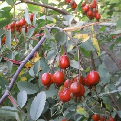 Роза сизая в Мозыре