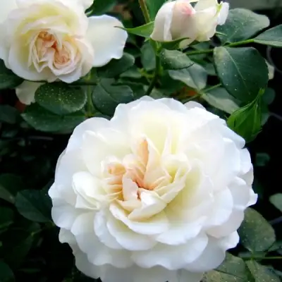 Роза ВАЙТ МЕЙДИЛАНД почвопокровная в Мозыре