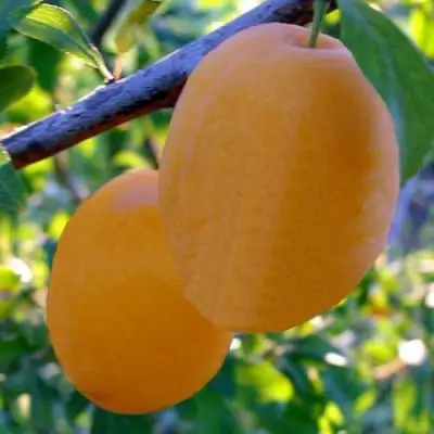 Слива НАТАША в Мозыре