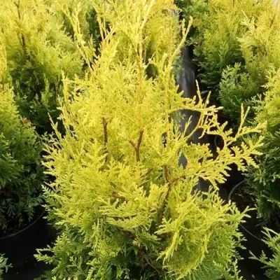 Туя ГОЛДЕН БРАБАНТ западная в Мозыре