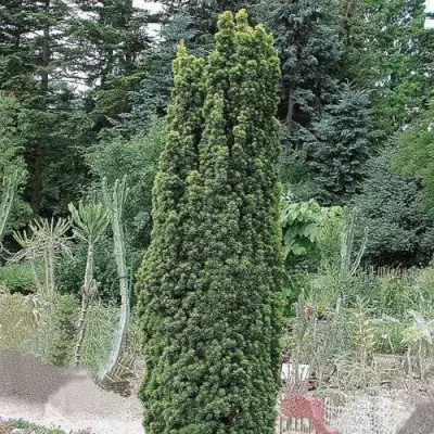 Тис ФАСТИГИАТА РОБУСТА  ягодный  в Мозыре