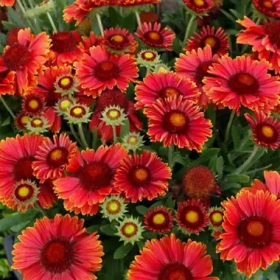 Гайлардия АРИЗОНА РЕД ШЕЙДС в Мозыре