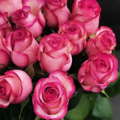 Роза КАРУСЕЛЬ чайно-гибридная в Мозыре