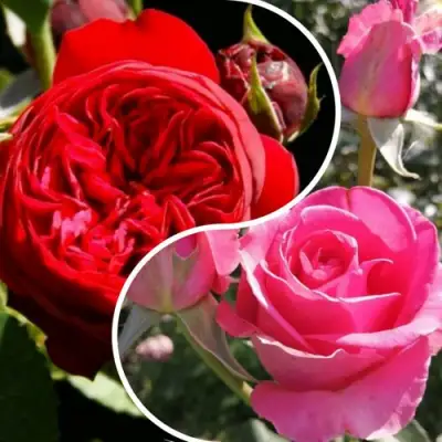 Комплект РОМАНТИЧЕСКИЙ БУКЕТ в Мозыре