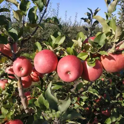 Яблоня ЧЕМПИОН РЕНО в Мозыре