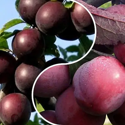 Комплект ИЗЮМИНКА САДА в Мозыре