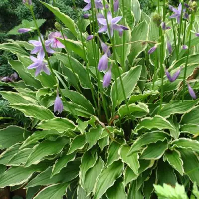 Хоста СТИЛЕТТО гибридная в Мозыре