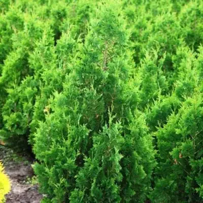 Туя СПИРАЛИС западная в Мозыре