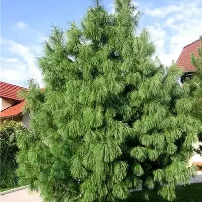 Сосна гриффита в Мозыре