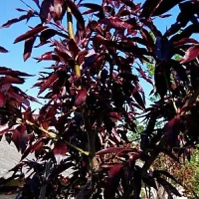 Персик БУРГУНДИ краснолистный в Мозыре