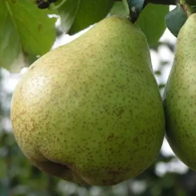 Груша ПЛАТОНОВСКАЯ в Мозыре