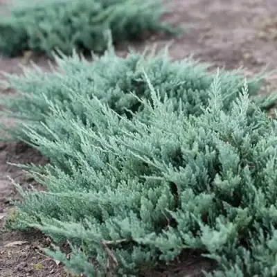 Можжевельник БЛЮ ЧИП горизонтальный  в Мозыре