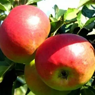 Яблоня СОКОЛОВСКОЕ стелющаяся в Мозыре