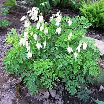 Дицентра красивая АВРОРА в Мозыре