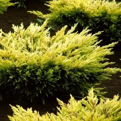 Можжевельник ЛАЙМ ГЛОУ горизонтальный  в Мозыре