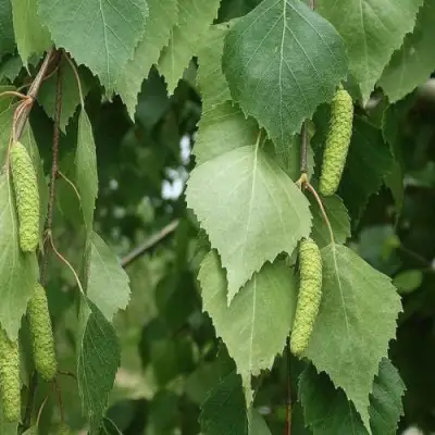 Береза бумажная в Мозыре