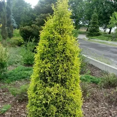 Можжевельник ГОЛД КОН обыкновенный в Мозыре