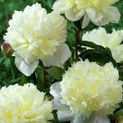 Пион ЛАУРА ДЕСЕРТ травянистый в Мозыре