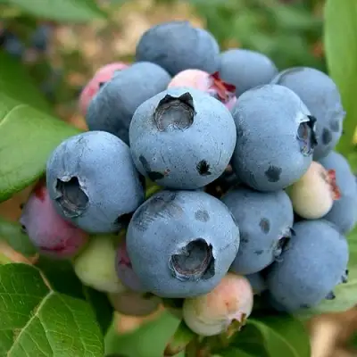 Голубика КОЛЛИНЗ в Мозыре