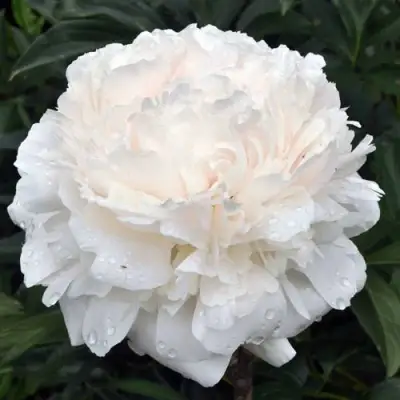 Пион БРАЗЕР ЧАК травянистый в Мозыре