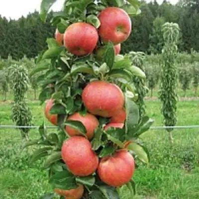 Яблоня ЯНТАРНОЕ ОЖЕРЕЛЬЕ колонновидная в Мозыре