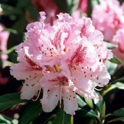 Рододендрон ЧИР в Мозыре