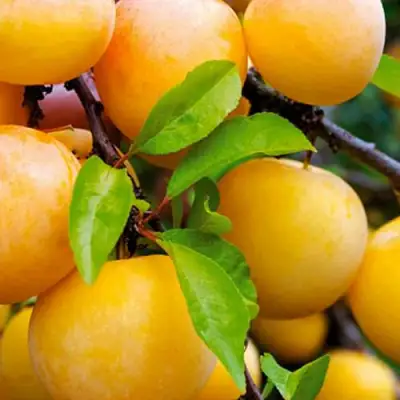 Слива МЕДОВАЯ ЖЁЛТАЯ в Мозыре