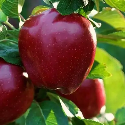 Яблоня РЕД ЧИФ в Мозыре