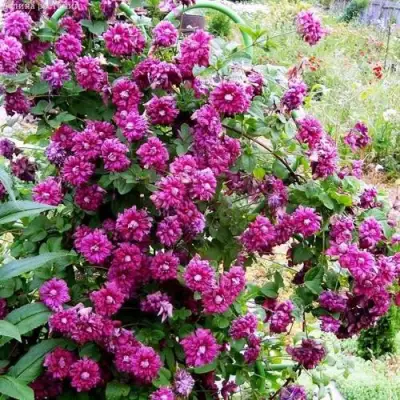 Клематис ПУРПУРЕА ПЛЕНА ЭЛЕГАНС в Мозыре