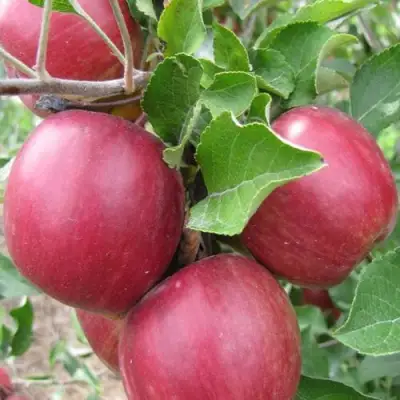 Яблоня МОСКОВСКОЕ ОЖЕРЕЛЬЕ колонновидная в Мозыре